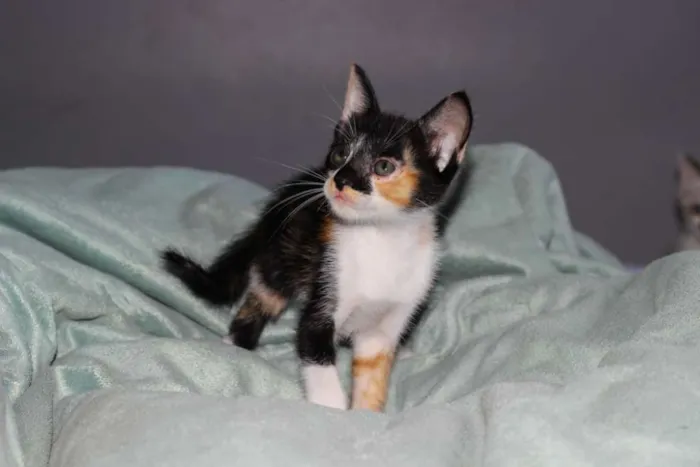Gato ra a srd idade Abaixo de 2 meses nome Lila