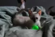 Pipoca