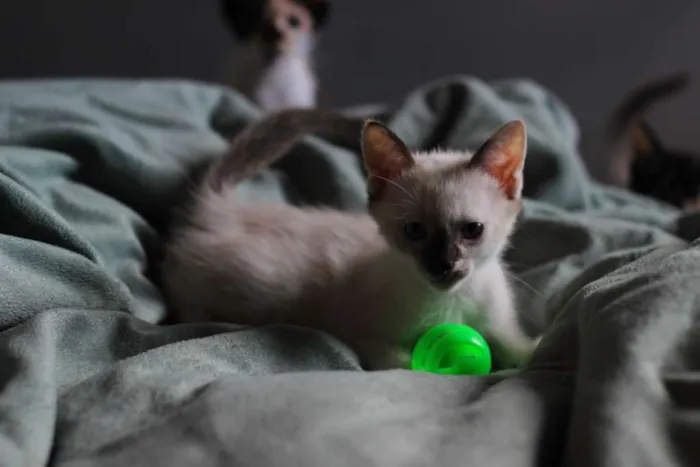 Gato ra a srd idade Abaixo de 2 meses nome Pipoca