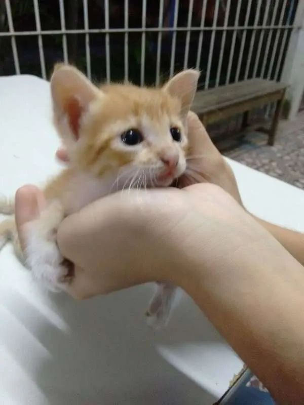 Gato ra a SRD idade Abaixo de 2 meses nome Sem nome 
