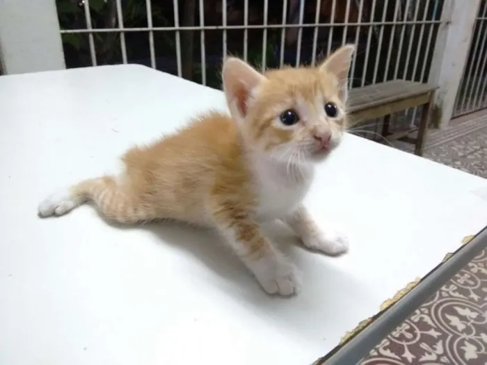 Gato ra a SRD idade Abaixo de 2 meses nome Sem nome 