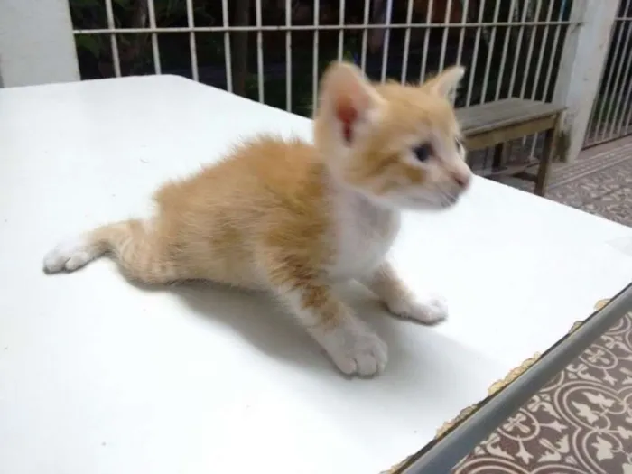 Gato ra a SRD idade Abaixo de 2 meses nome Sem nome 