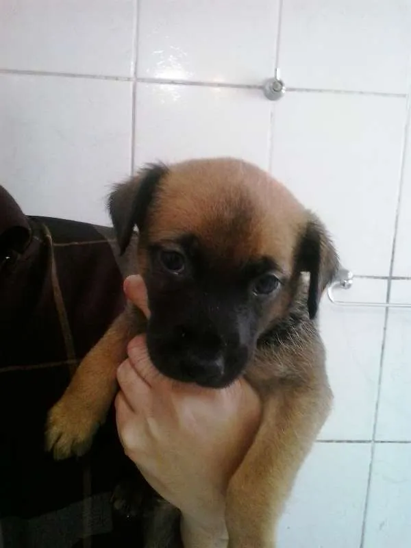 Cachorro ra a vira lata  idade Abaixo de 2 meses nome Wendy 
