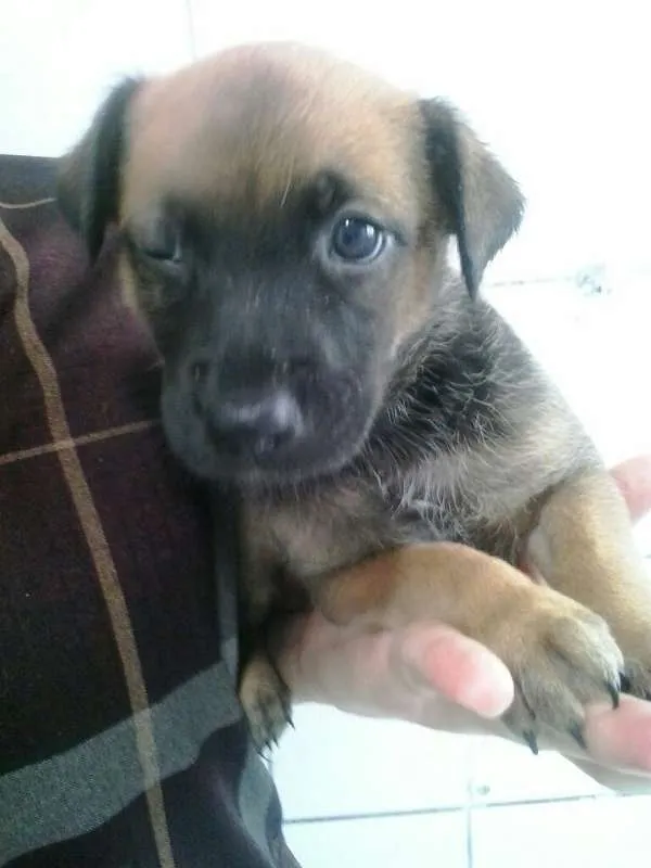 Cachorro ra a vira lata  idade Abaixo de 2 meses nome Wendy 