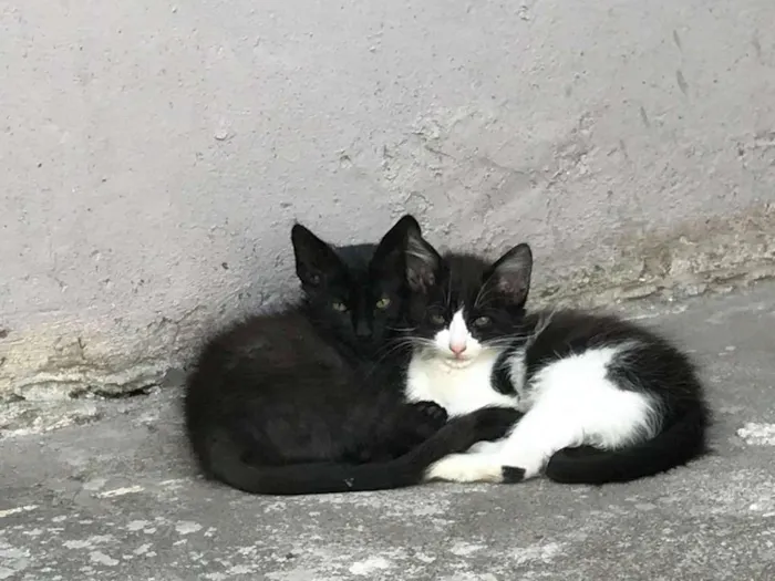 Gato ra a  idade 2 a 6 meses nome carinhoso
