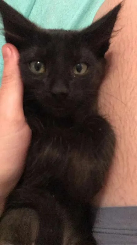 Gato ra a  idade 2 a 6 meses nome carinhoso