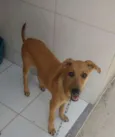 Estrela