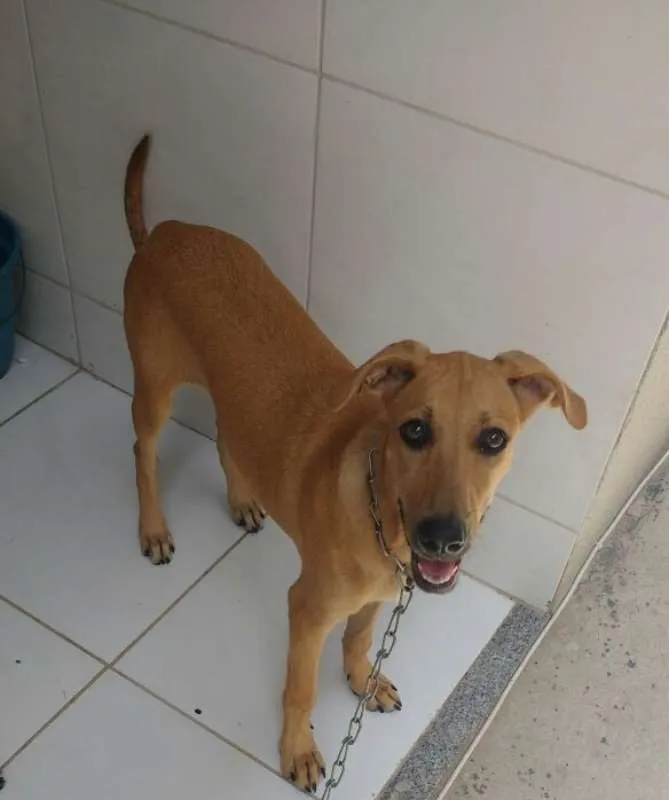 Cachorro ra a SRD idade 2 a 6 meses nome Estrela