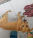 Estrela