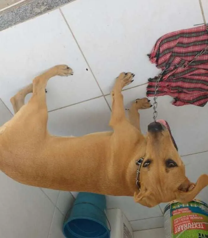Cachorro ra a SRD idade 2 a 6 meses nome Estrela