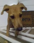 Estrela