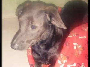 Cachorro raça Mista  idade 2 anos nome Bella