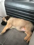 Teco