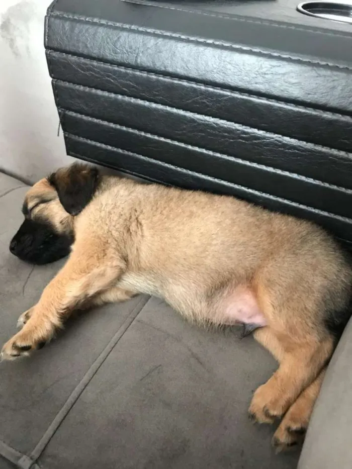 Cachorro ra a SRD idade 2 a 6 meses nome Teco