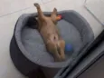 Teco