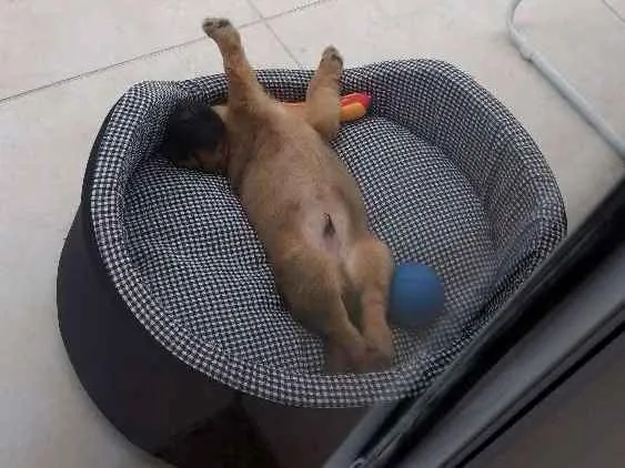 Cachorro ra a SRD idade 2 a 6 meses nome Teco