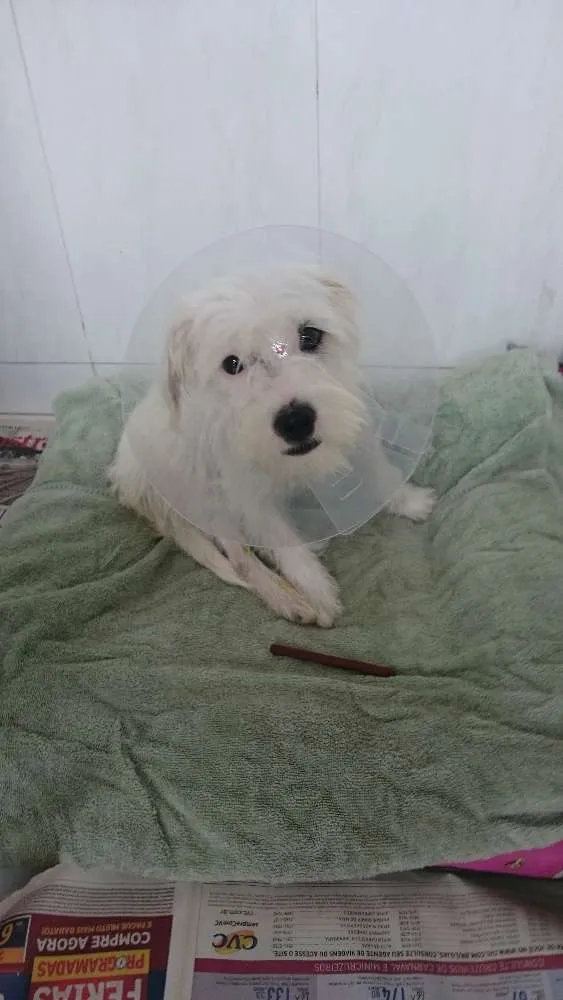 Cachorro ra a Não definida  idade 1 ano nome Lola