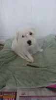 Lola