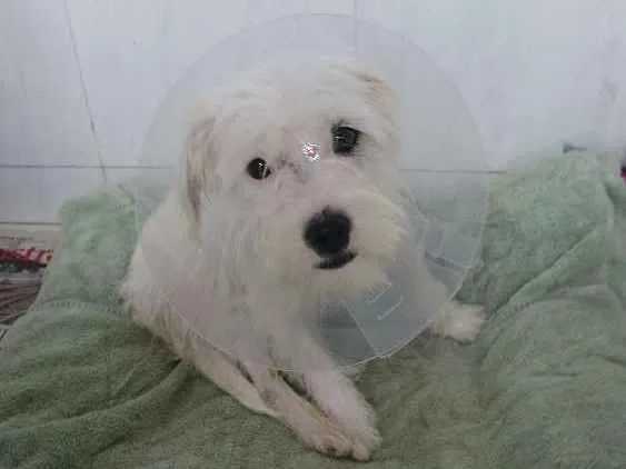 Cachorro ra a Não definida  idade 1 ano nome Lola
