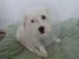 Lola