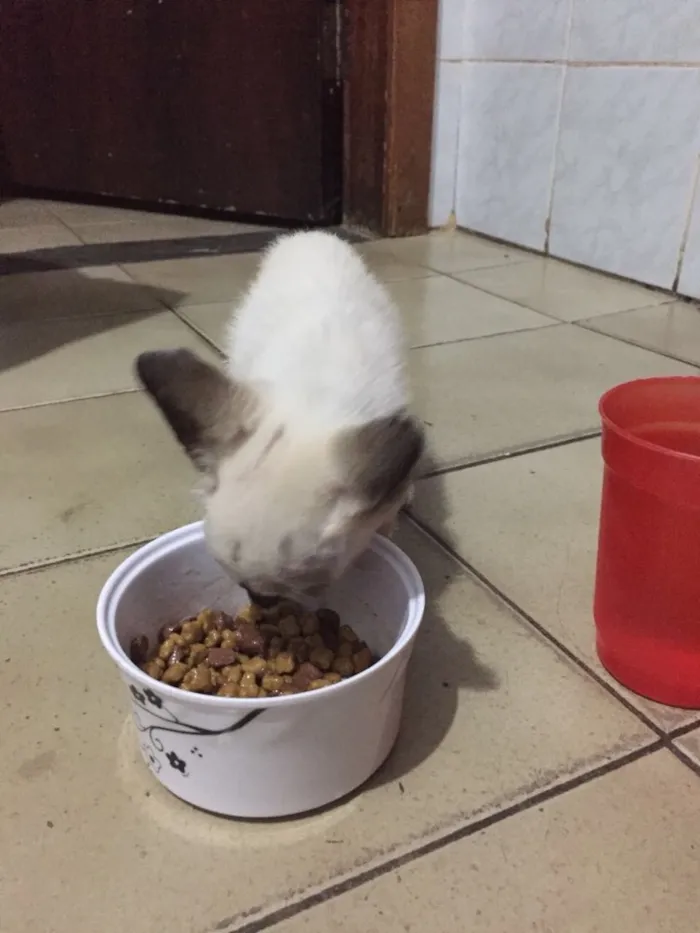 Gato ra a  idade Abaixo de 2 meses nome sem nome