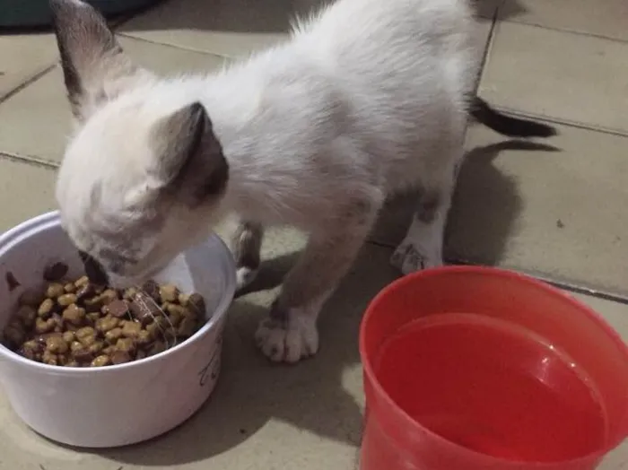 Gato ra a  idade Abaixo de 2 meses nome sem nome