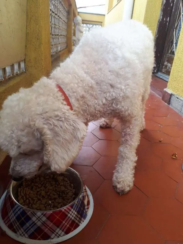 Gato ra a Poodle idade 3 anos nome Dan