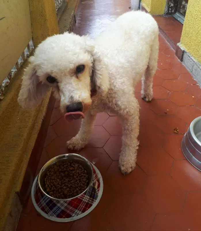 Gato ra a Poodle idade 3 anos nome Dan