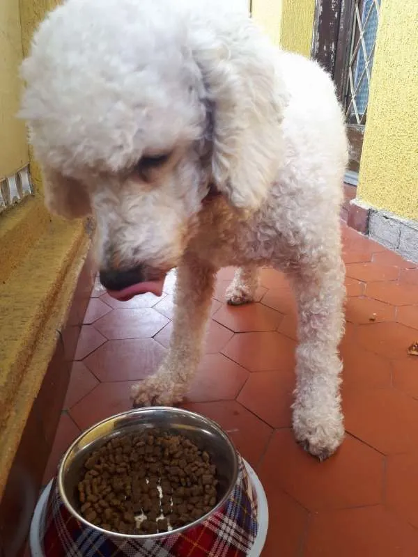 Gato ra a Poodle idade 3 anos nome Dan