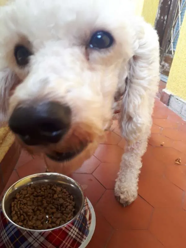 Gato ra a Poodle idade 3 anos nome Dan