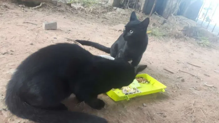 Gato raça sem raça definida idade 2 a 6 meses nome sem nome