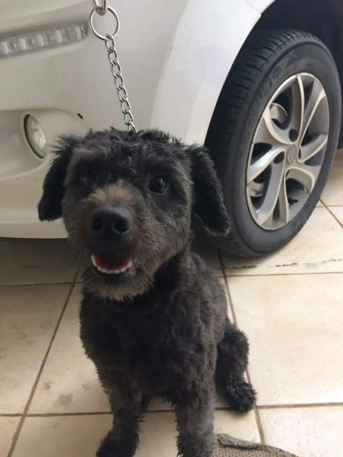 Cachorro ra a SRD idade 2 anos nome Bulu