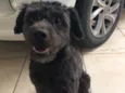 Bulu