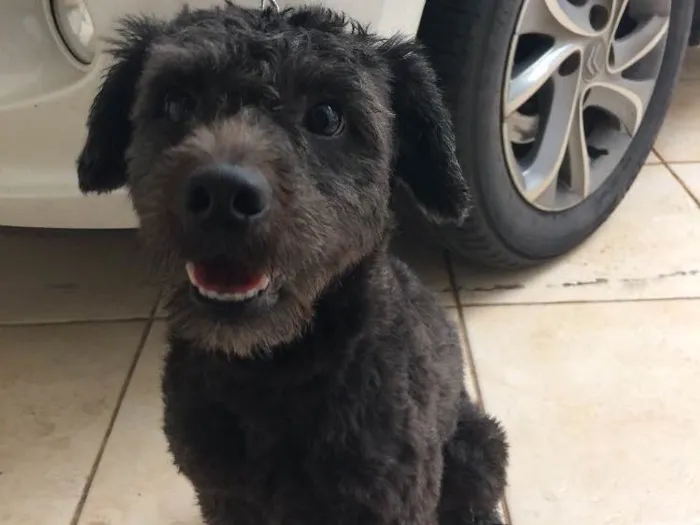 Cachorro ra a SRD idade 2 anos nome Bulu