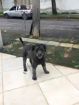Bulu