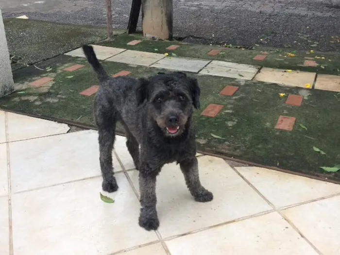 Cachorro ra a SRD idade 2 anos nome Bulu