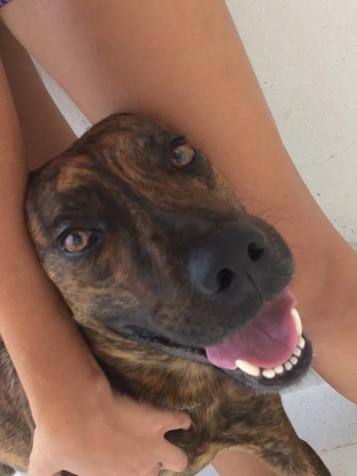 Cachorro ra a SRD idade 2 anos nome Beethoven