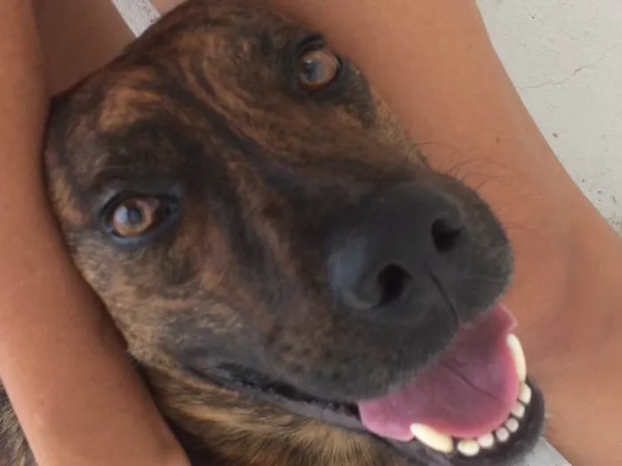 Cachorro ra a SRD idade 2 anos nome Beethoven
