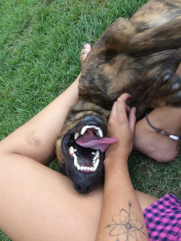 Cachorro ra a SRD idade 2 anos nome Beethoven