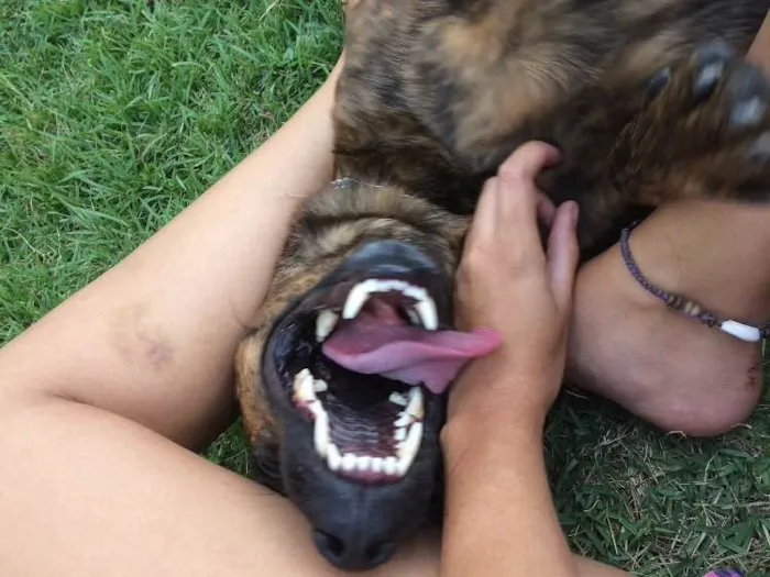 Cachorro ra a SRD idade 2 anos nome Beethoven