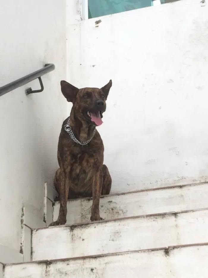 Cachorro ra a SRD idade 2 anos nome Beethoven