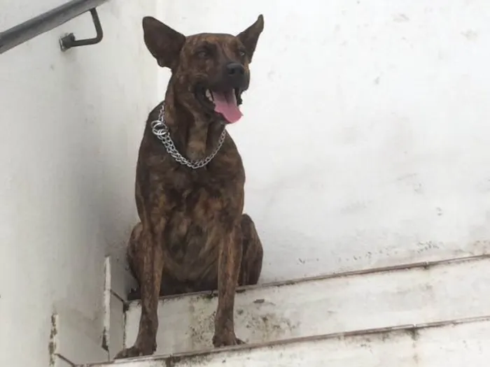 Cachorro ra a SRD idade 2 anos nome Beethoven