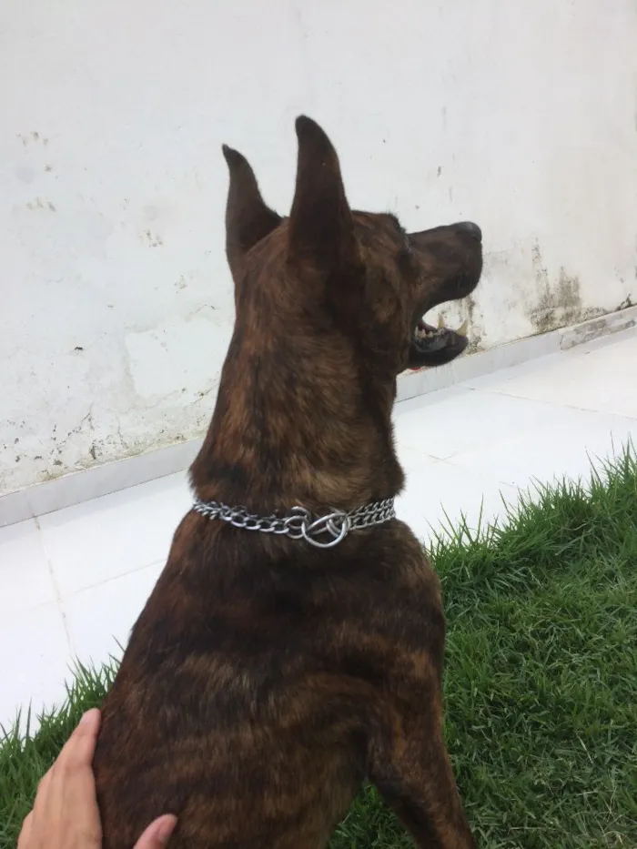 Cachorro ra a SRD idade 2 anos nome Beethoven