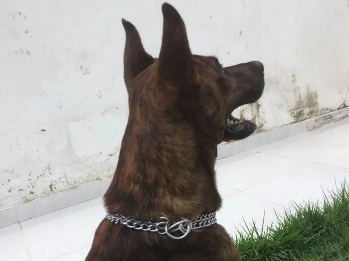 Cachorro ra a SRD idade 2 anos nome Beethoven