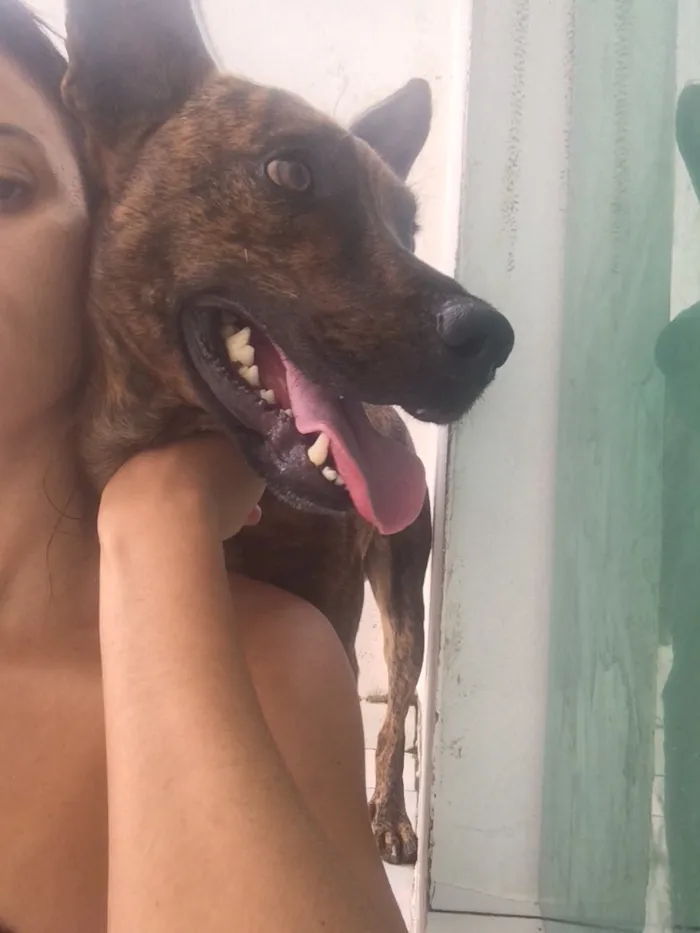Cachorro ra a SRD idade 2 anos nome Beethoven