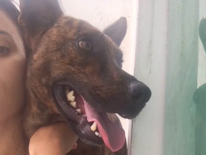 Cachorro ra a SRD idade 2 anos nome Beethoven