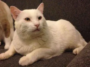 Gato raça Viralata idade 3 anos nome Charlie