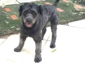 Cachorro raça SRD idade 2 anos nome Bulu