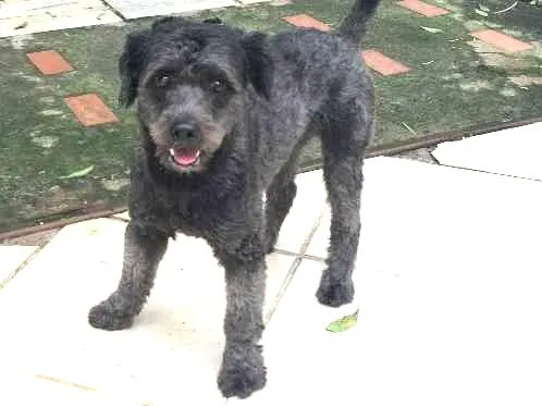 Cachorro ra a SRD idade 2 anos nome Bulu