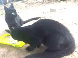 Gato raça sem raça definida idade 2 a 6 meses nome sem nome